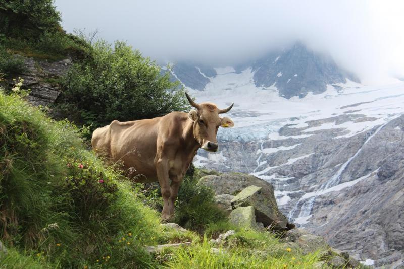 Almstueberl - Schiestl'S Ferienhuetten Mayrhofen Exteriör bild